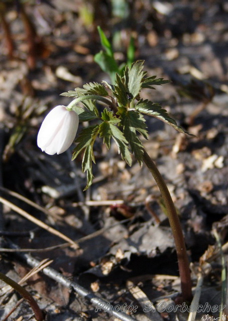 snowdrop