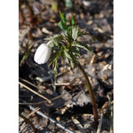 snowdrop
