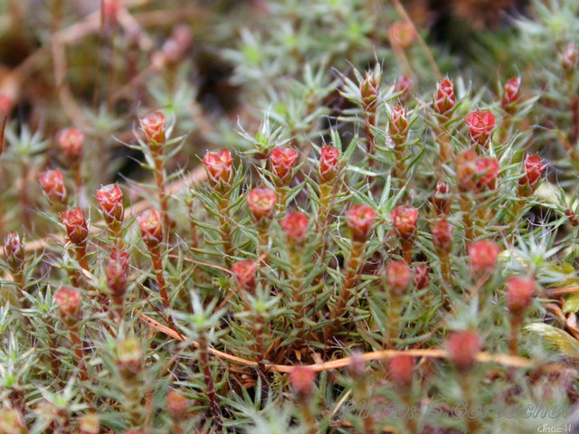 flowering_moss