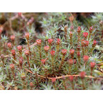 flowering_moss