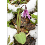 flowering_and_snow