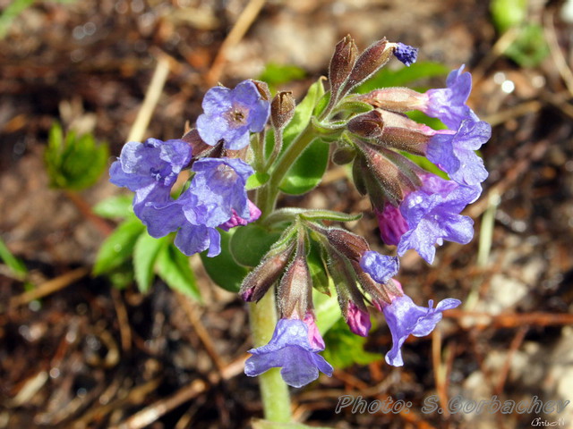 lungwort