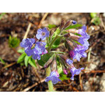 lungwort