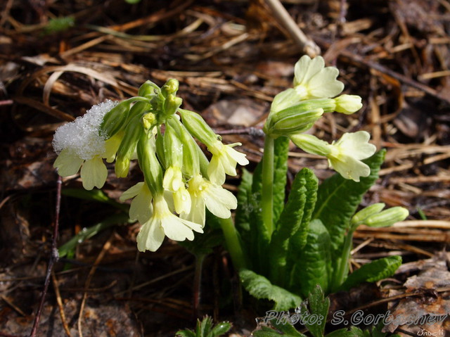 primrose_color_of_spring