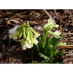 primrose_color_of_spring