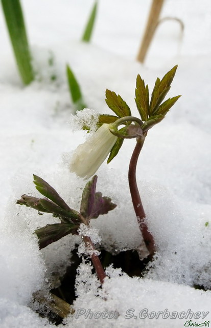 snowdrop_in_snow