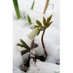 snowdrop_in_snow