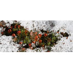 thawed_patch