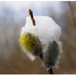 white_on_downy