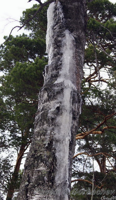 sap-fall