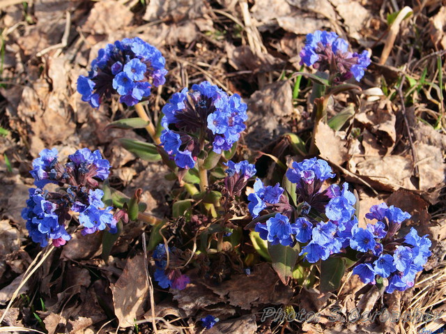 lungwort_(bush)