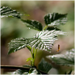 leafs_after_rain_