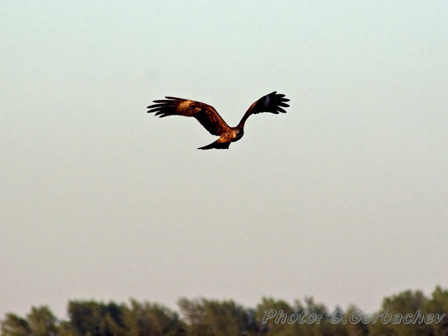 flying_