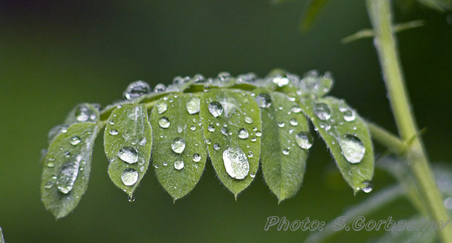 drops