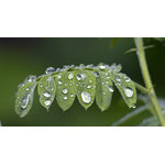 drops