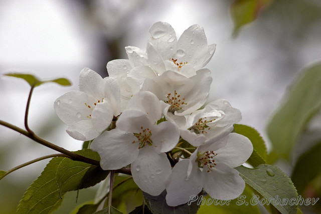 it's_raining_(bouquet)