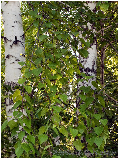 green_cascade