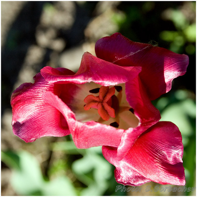 red_flower_of_the_day