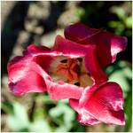 red_flower_of_the_day