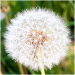 sphere