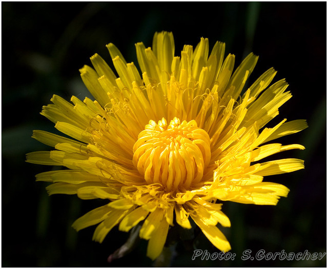 sun_of_the_day