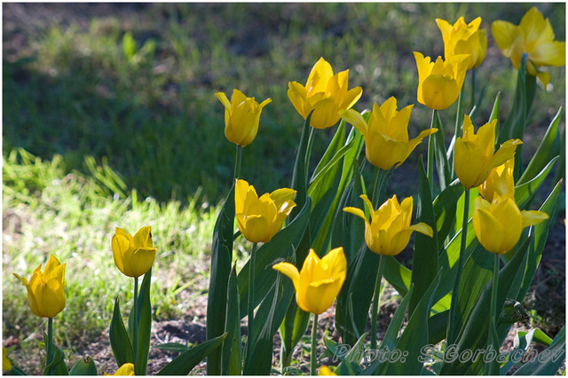 tulips_an_sun_rays