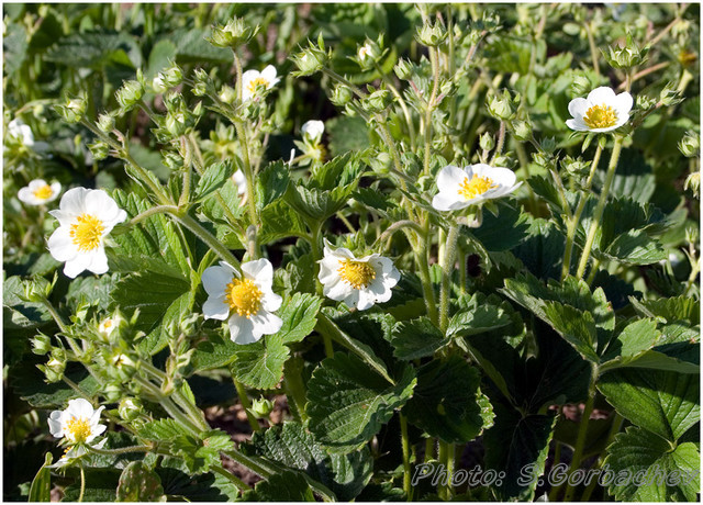white_flowers_of_the_day