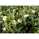 white_flowers_of_the_day
