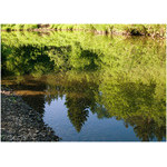 morning_calmness_on_the_river-bank
