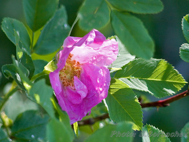 drops_and_sun_rays