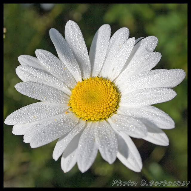camomile