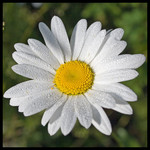 camomile