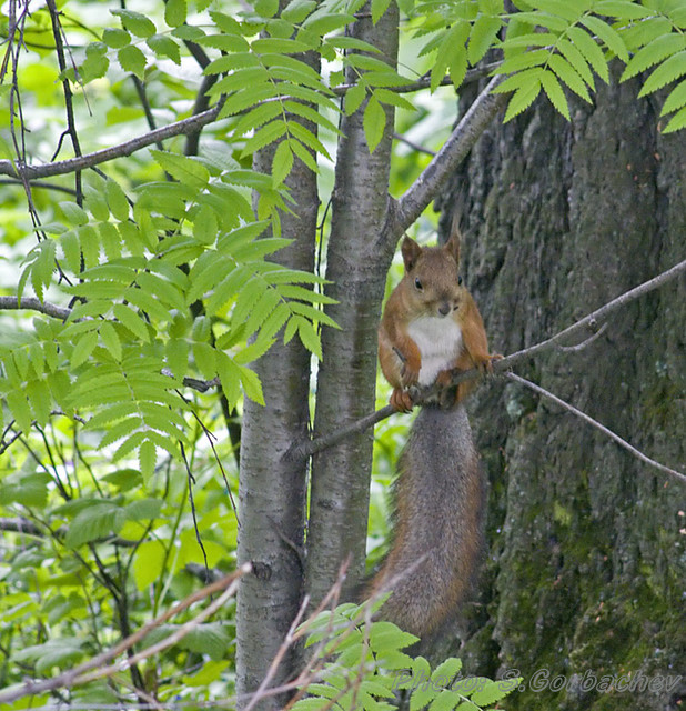 long-tailed