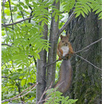 long-tailed
