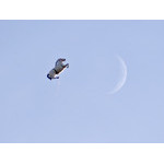 horse&moon