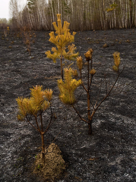 Fire_002.jpg