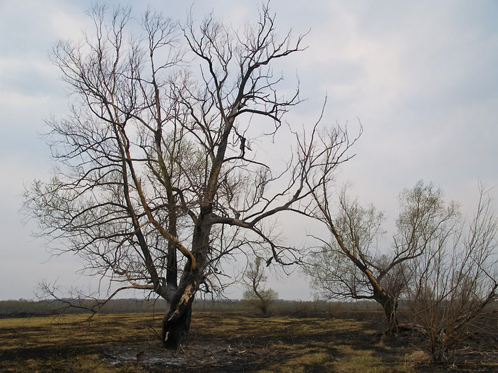 Fire_009.jpg
