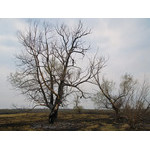 Fire_009.jpg