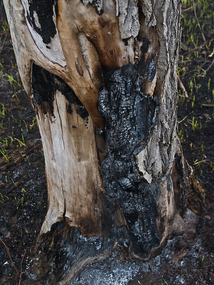 Fire_015.jpg