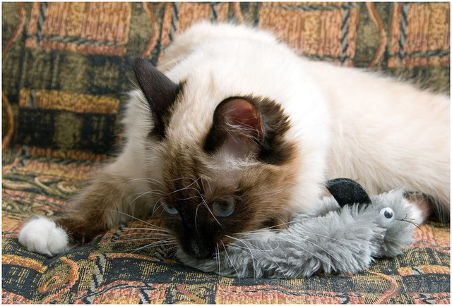 cat-and-mouse