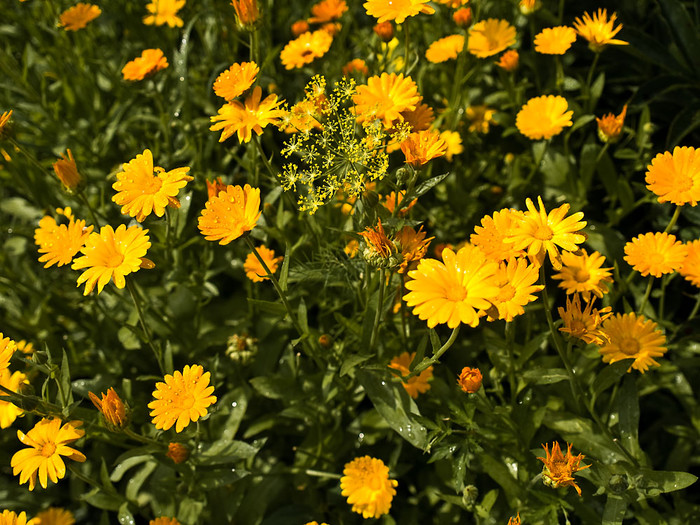 Flowers_001.jpg