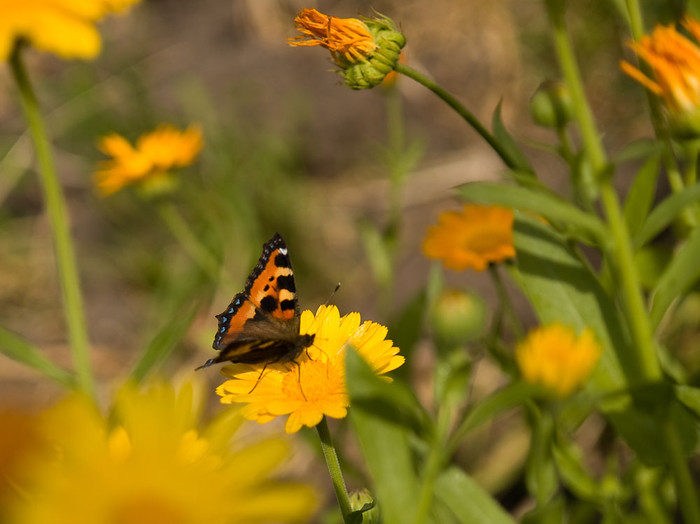 Flowers_002.jpg