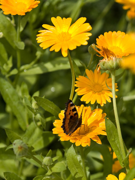 Flowers_003.jpg