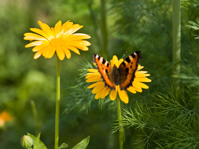 Flowers_004.jpg