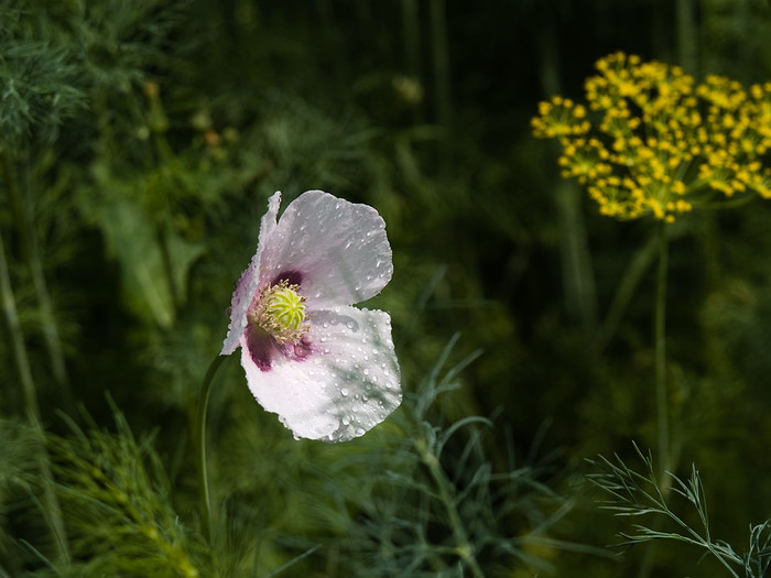 Flowers_006.jpg