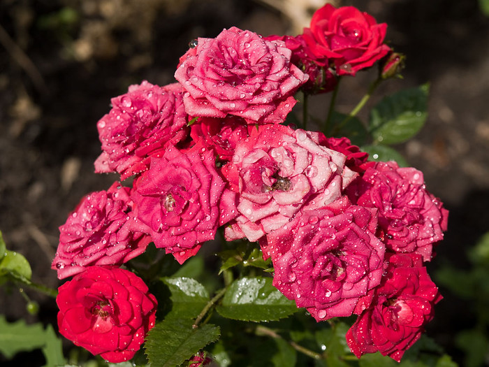 Flowers_008.jpg