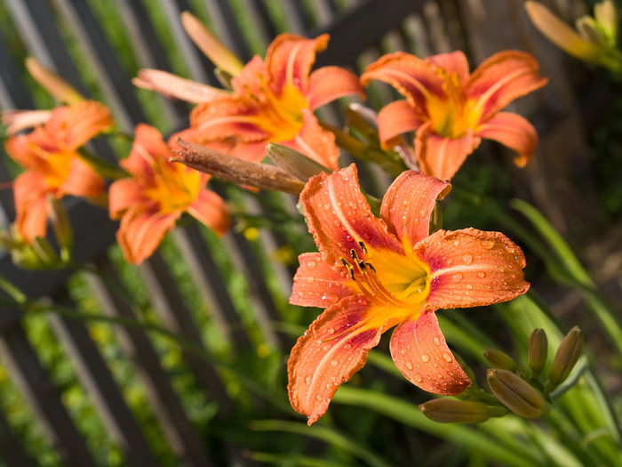 Flowers_010.jpg