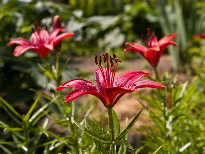 Flowers_011.jpg