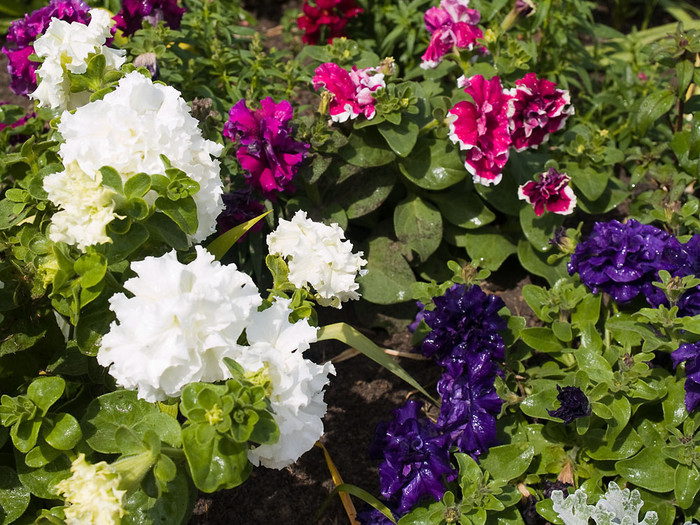 Flowers_012.jpg