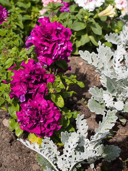 Flowers_013.jpg